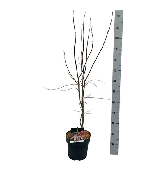 Javor palmatum 'Bloodgood' F00006875