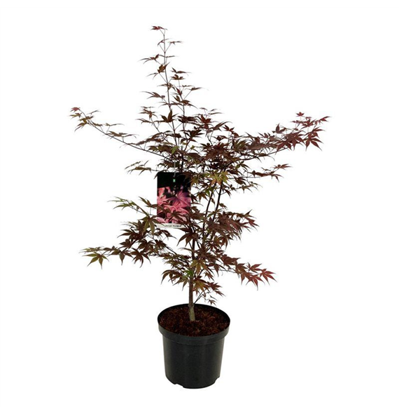 Javor palmatum 'Bloodgood' F00007275