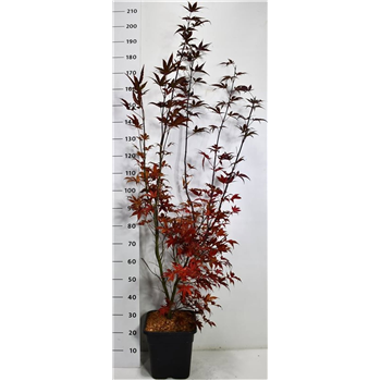 Javor palmatum 'Bloodgood' F00006152