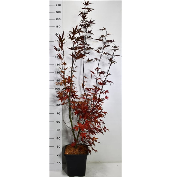 Javor palmatum 'Bloodgood' F00006152