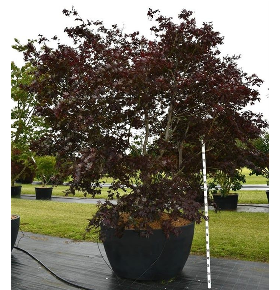 Javor palmatum 'Bloodgood' F00006080