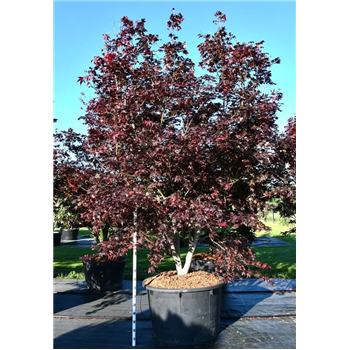 Javor palmatum 'Bloodgood' F00006260