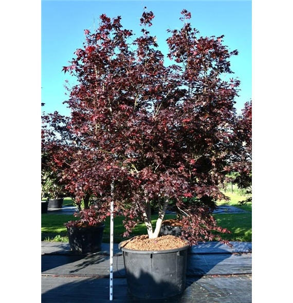 Javor palmatum 'Bloodgood' F00006260