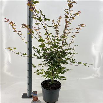 Javor palmatum 'Brown Sugar' F00005706