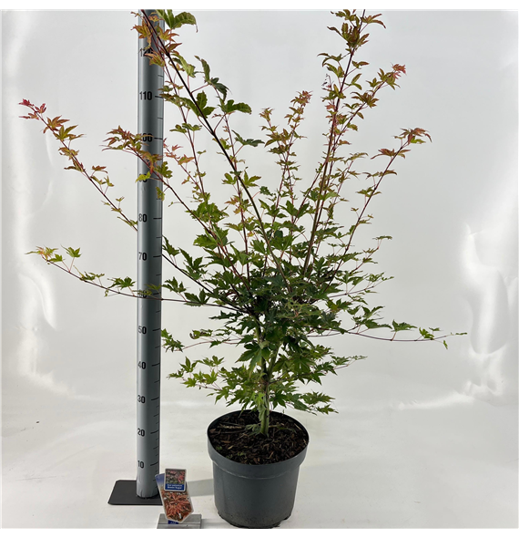Javor palmatum 'Brown Sugar' F00005706