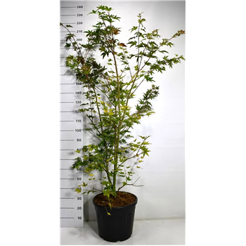 Javor palmatum 'Brown Sugar' F00006458