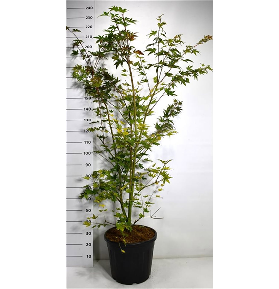 Javor palmatum 'Brown Sugar' F00006458