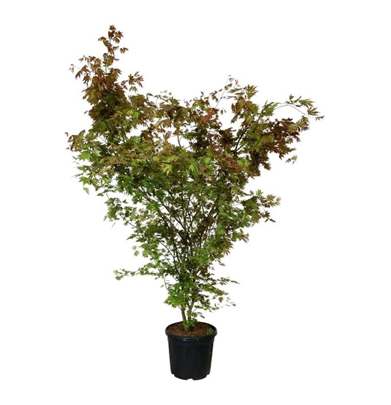 Javor palmatum 'Brown Sugar' F00007294