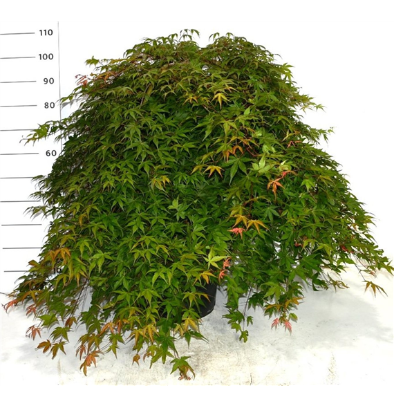 Javor palmatum 'Cascade Ruby' F00006163