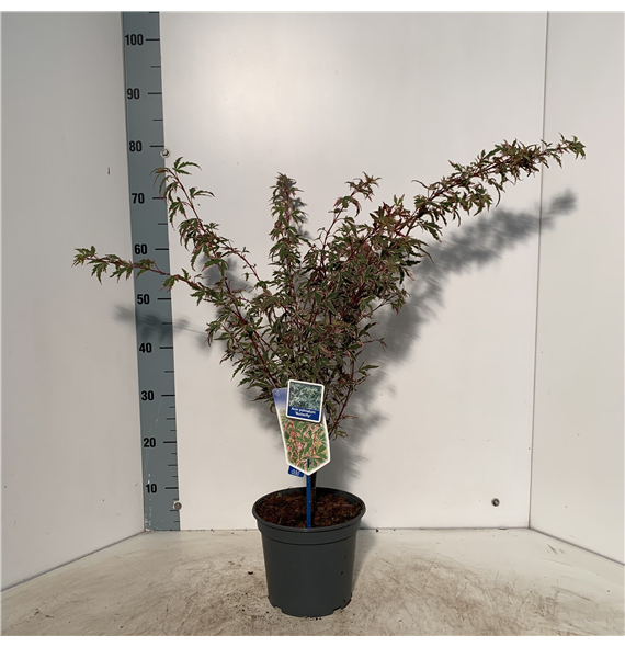 Javor palmatum 'Butterfly' F00005707