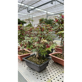 Javor palmatum 'Deshojo' F00002135