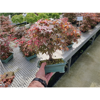 Javor palmatum 'Deshojo' F00007586