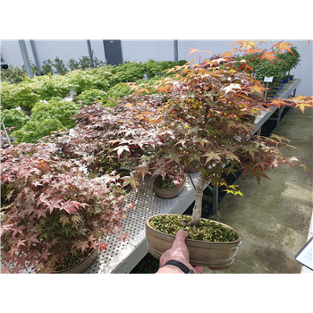Javor palmatum 'Deshojo' F00007588