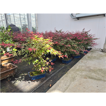 Javor palmatum 'Deshojo' F00004975