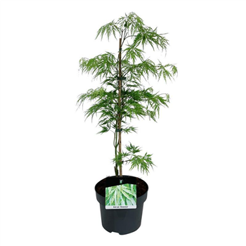 Javor palmatum 'Dissectum' F00007802