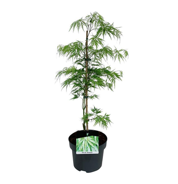 Javor palmatum 'Dissectum' F00007802