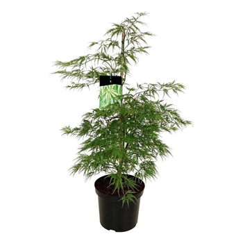 Javor palmatum 'Dissectum' F00005523