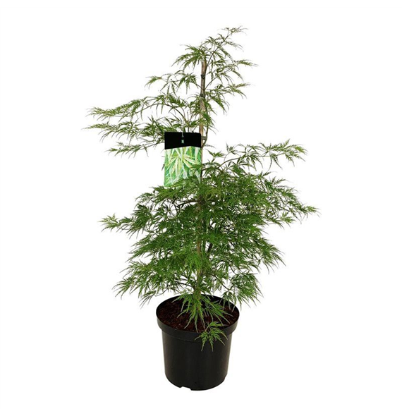 Javor palmatum 'Dissectum' F00005523