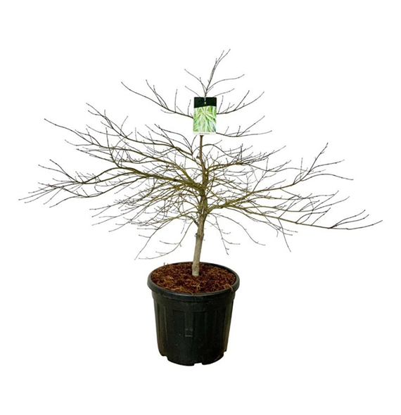Javor palmatum 'Dissectum' F00007516