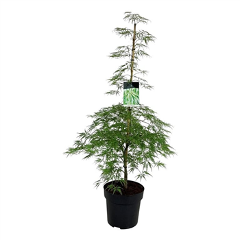 Javor palmatum 'Dissectum' F00005524