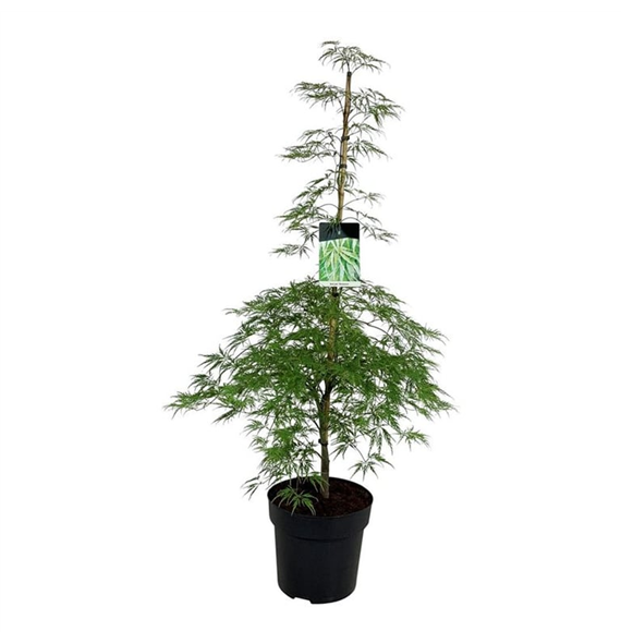 Javor palmatum 'Dissectum' F00005524