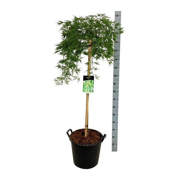 Javor palmatum 'Dissectum' F00006879