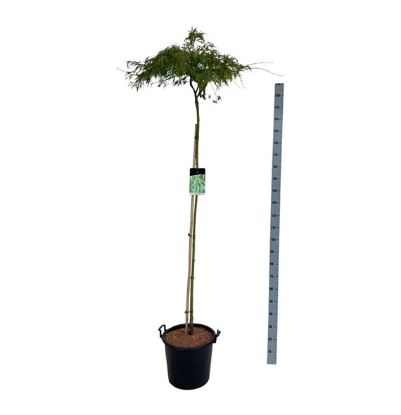 Javor palmatum 'Dissectum' F00007082
