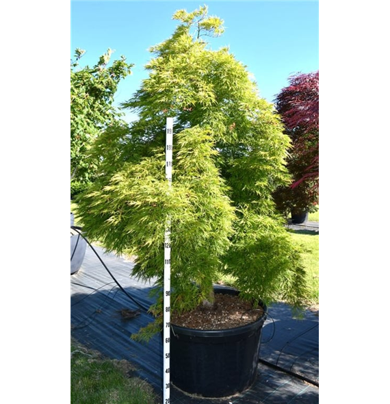 Javor palmatum 'Dissectum' F00006085