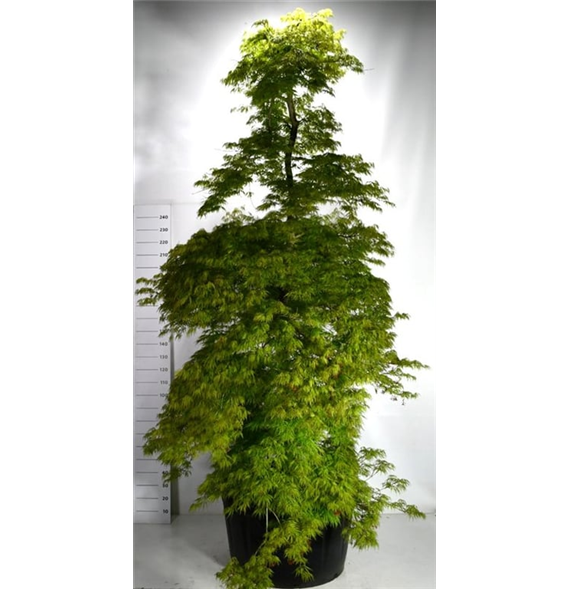 Javor palmatum 'Dissectum' F00006086
