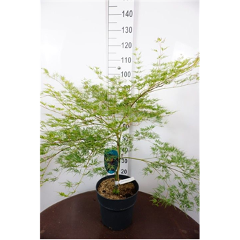 Javor palmatum 'Emerald Lace' F00006724