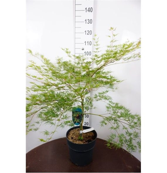 Javor palmatum 'Emerald Lace' F00006724