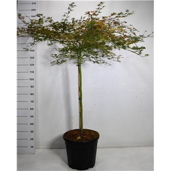 Javor palmatum 'Emerald Lace' F00006409