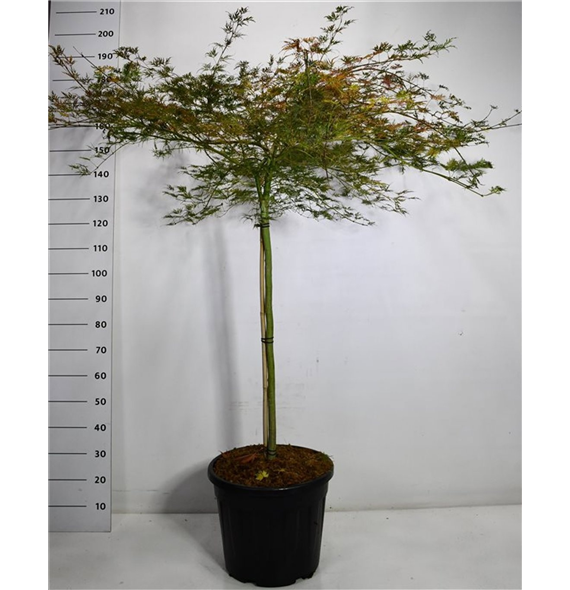 Javor palmatum 'Emerald Lace' F00006409