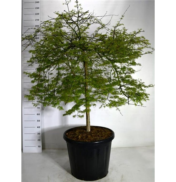 Javor palmatum 'Emerald Lace' F00006150