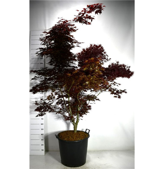 Javor palmatum 'Fireglow' F00007981
