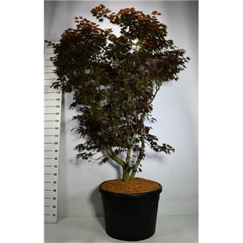 Javor palmatum 'Fireglow' F00005991
