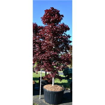 Javor palmatum 'Fireglow' F00006320