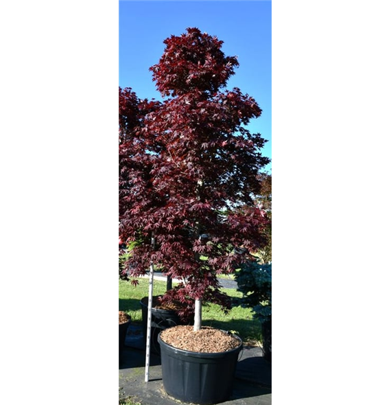 Javor palmatum 'Fireglow' F00006320