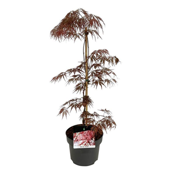 Javor palmatum 'Garnet' F00007355