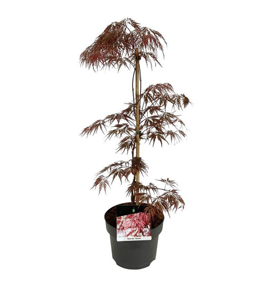 Javor palmatum 'Garnet' F00007355