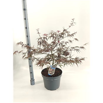 Javor palmatum 'Garnet' F00005709