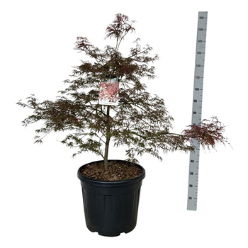 Javor palmatum 'Garnet' F00007515