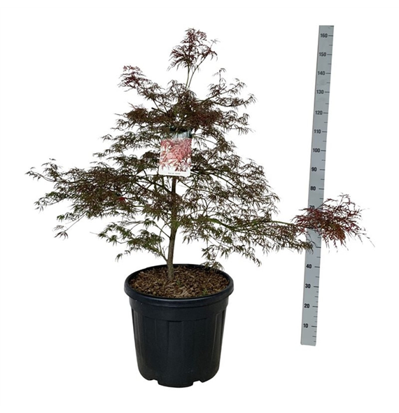 Javor palmatum 'Garnet' F00007515