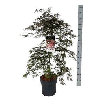 Javor palmatum 'Garnet' F00007276