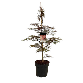 Javor palmatum 'Garnet' F00005525