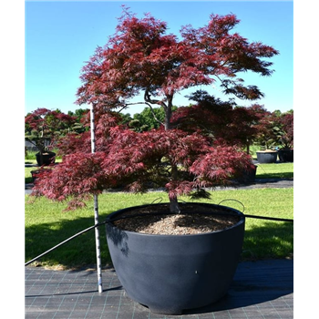 Javor palmatum 'Garnet' F00006087