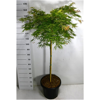 Javor palmatum 'Green Lace' F00006324