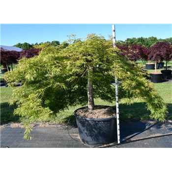 Javor palmatum 'Green Lace' F00006112