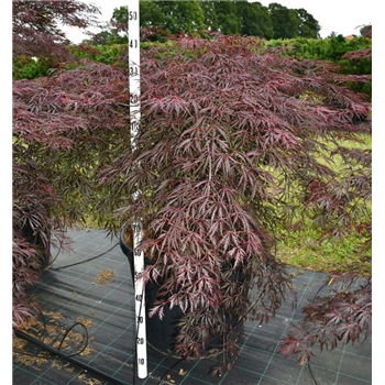 Javor palmatum 'Inaba-shidare' F00006084