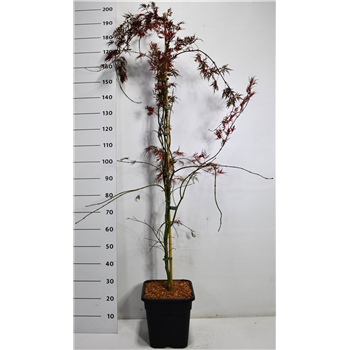 Javor palmatum 'Inaba-shidare' F00006395